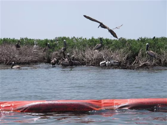 Brown pelicans perch in mangrove bushes damaged by oil on Queen Bess Island in Louisiana's Barataria Bay on June 21.